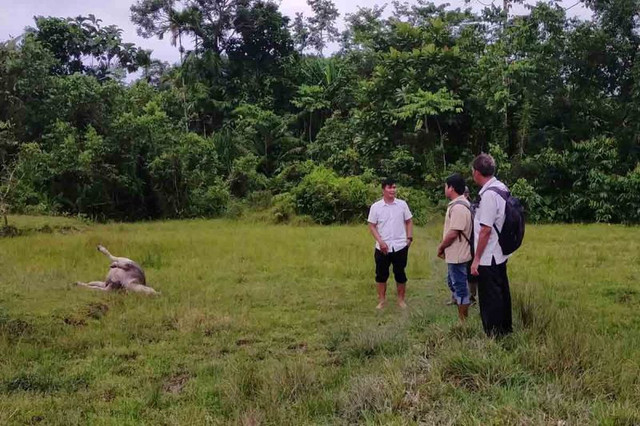 Pemerintah Kabupaten (Pemkab) Simeulue, Provinsi Aceh, melalui Dinas Perkebunan Peternakan dan Kesehatan Hewan menangani lima ekor kerbau milik masyarakat yang mati mendadak dalam sepekan terakhir. Foto: M.Haris Setiady Agus/Antara