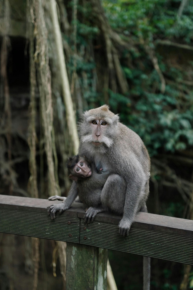 Sumber Foto: https://www.pexels.com/id-id/foto/alam-hewan-binatang-fauna-9866774/