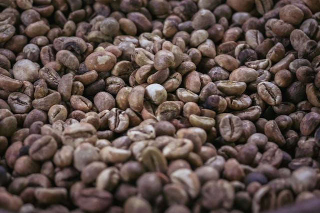 Kopi Termahal di Dunia. Foto Biji Kopi Luwak. Sumber: Unsplash/Kristijan Arsov