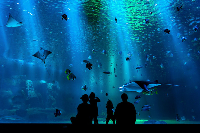 Aquarium Indonesia Pangandaran. Foto hanya ilustrasi, bukan tempat sebenarnya. Sumber: unsplash.com/Tim B Motivv.