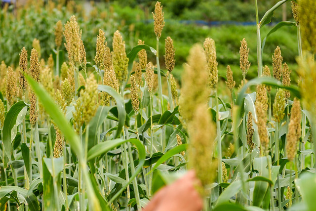 Petani muda merawat tanaman sorgum yang mulai tumbuh di Sein Farm, Bandung, Jawa Barat. Foto: Raisan Al Farisi/ANTARA FOTO