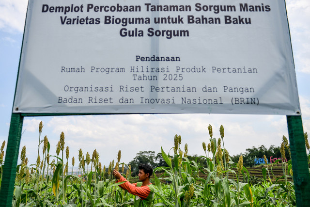 Pekerja melakukan perawatan tanaman sorgum yang siap dipanen di Sein Farm, Bandung, Jawa Barat. Foto: Raisan Al Farisi/ANTARA FOTO
