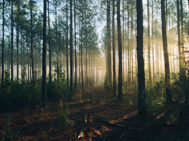 [Wisata Hutan Pinus Jonggol] Foto hanya ilustrasi, bukan tempat sebenarnya. Sumber: unsplash/Steven Kamenar