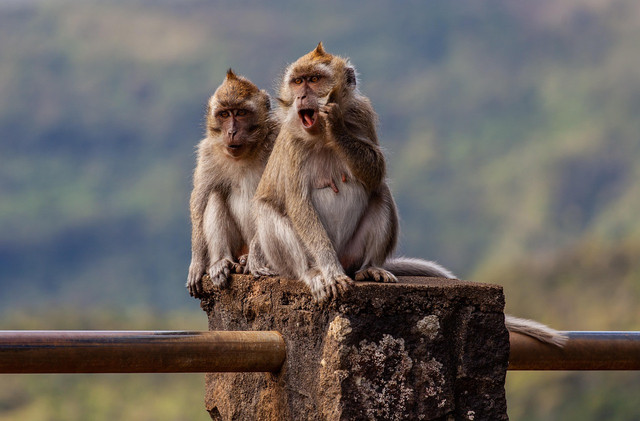 Sepasang monyet ekor panjang. Kredit foto: TheOtherKev/Pixabay https://pixabay.com/id/photos/sepasang-long-tailed-macaque-4493902/
