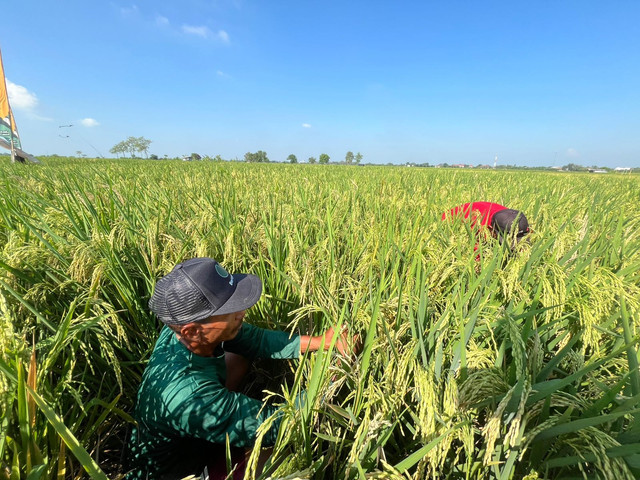 Lahan Sawah Petani, Subang, Selasa (09/09/2025). Foto: Dok. Yayasan Edufarmers