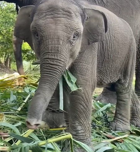 Anak gajah bernama Tari di Taman Nasional Tesso Nilo mati. dok Instagram TNTN