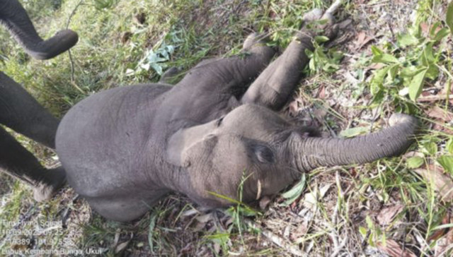 Anak gajah bernama Tari di Taman Nasional Tesso Nilo mati. Foto: Dok. Taman Nasional Tesso Nilo