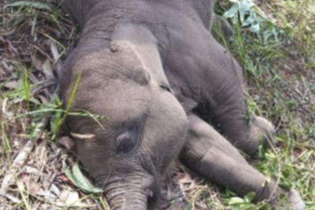 Anak gajah bernama Tari di Taman Nasional Tesso Nilo mati. Foto: Dok. Taman Nasional Tesso Nilo