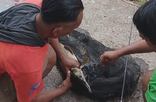 Pemancing di Sungai Belik, Bantul, menangkap ikan aligator dengan panjang sekitar 1 meter. Foto: Dok. Noor Huda/Istimewa