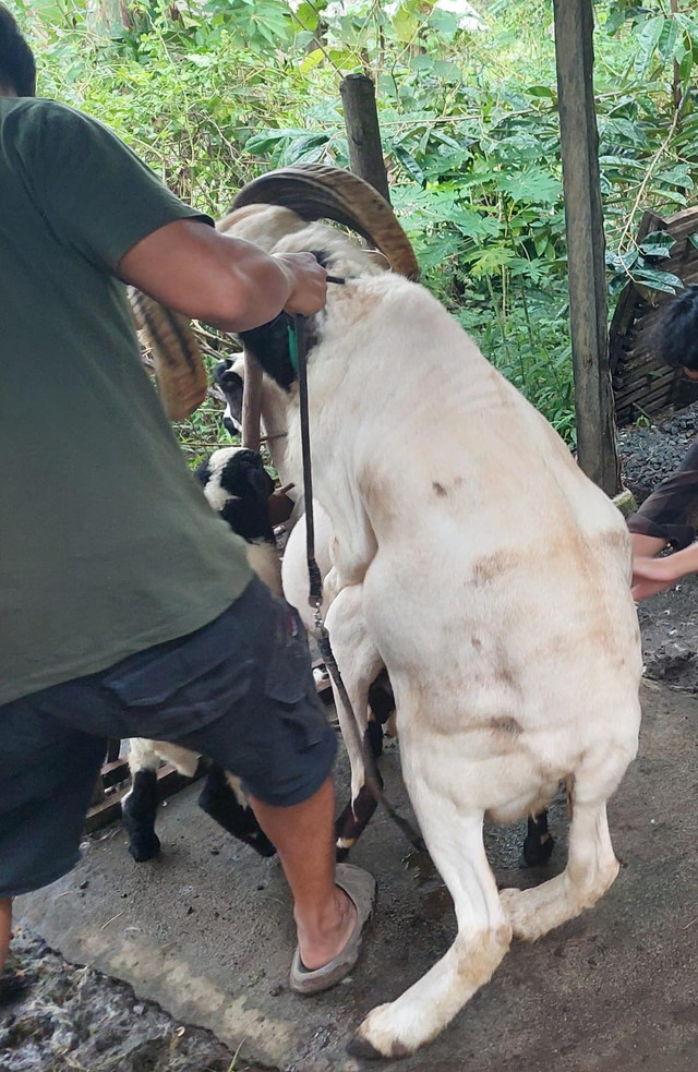 Sumber pribadi: Kawin Alam Domba di Kabupaten Pangandaran