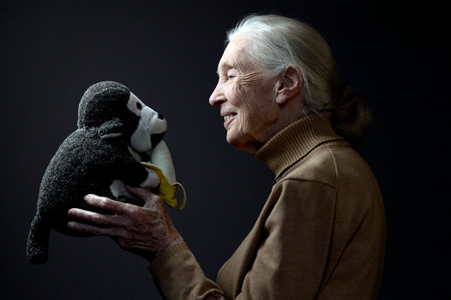 Pangeran Harry dan Meghan Markle Kenang Jane Goodall sebagai Sosok Penuh Kasih. Foto: JOEL SAGET/AFP