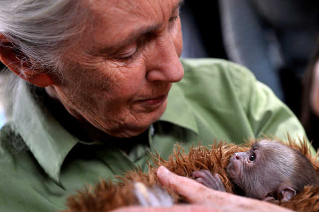 Jane Goodall, sosok perempuan inspiratif yang membuka mata dunia tentang simpanse. Foto: Hector Retamal/AFP