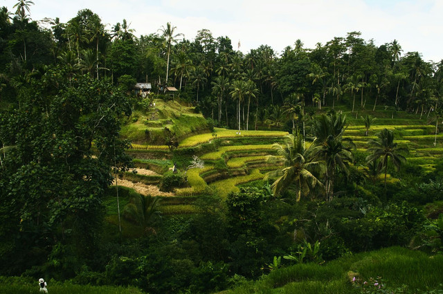 Tempat nongkrong di Tabanan. Foto hanya ilustrasi, bukan tempat yang sebenarnya. Sumber: Unsplash/Tobias Kaiser