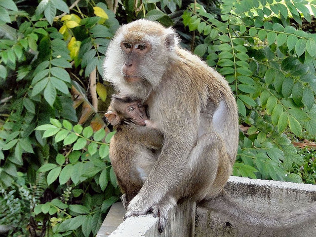Monyet ekor panjang (Macaca fascicularis) © 2011 Rana Pipiens [https://www.flickr.com/photos/87453322@N00/6572516213]
