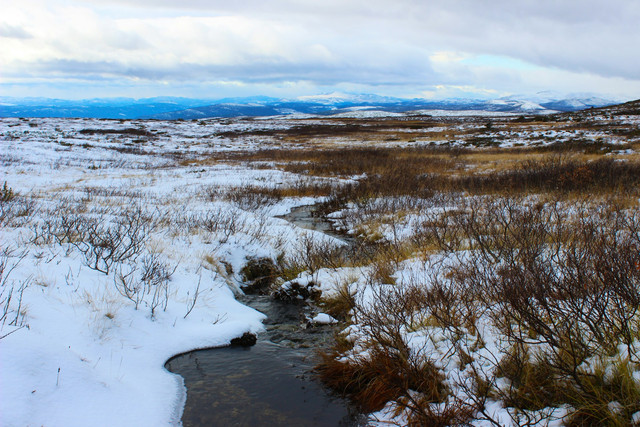 Ilustrasi bioma tundra. Foto: Unsplash