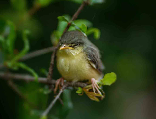Ilustrasi burung ciblek. Foto: pexels