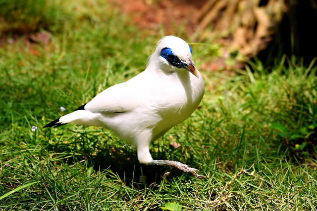 7 Kelebihan Jalak Nias yang Banyak Diincar Pencinta Burung
