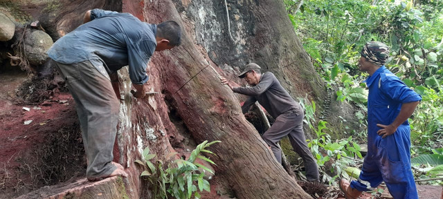 Pemilihan bagian terbawah Pohon Tualang, sebagai bahan bingkai Rapa'i Pase. (Foto: Syeh Faizan Lhoksukon, Aceh Utara)