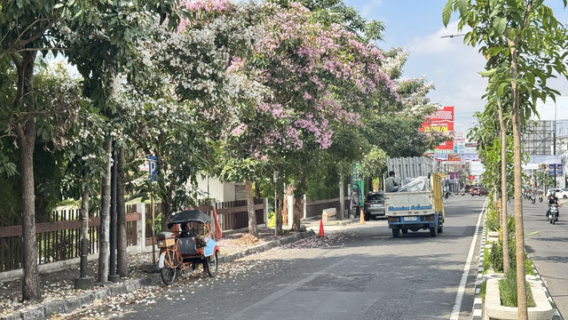 Bunga tabebuya mekar di Jalan Gejayan, Sleman. Foto: Pandangan Jogja/Iqbaltwq