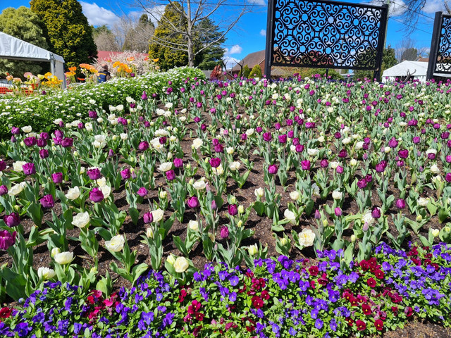 Tulip ungu putih. Sumber: Dokumentasi pribadi.