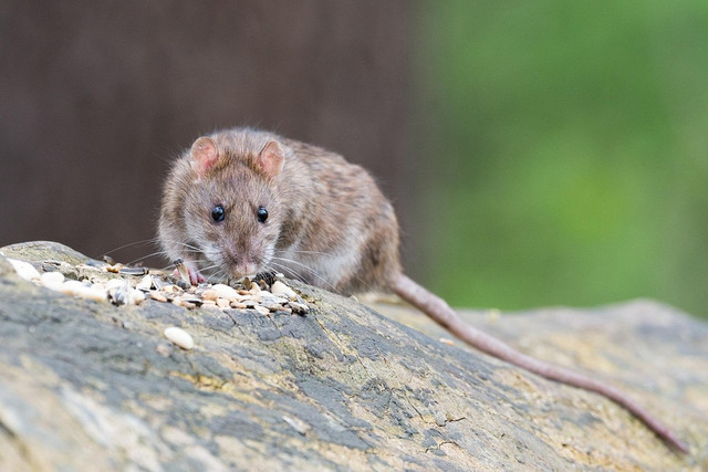 Ilustrasi racun tikus paling ampuh. Sumber: Pixabay/Wolfgang