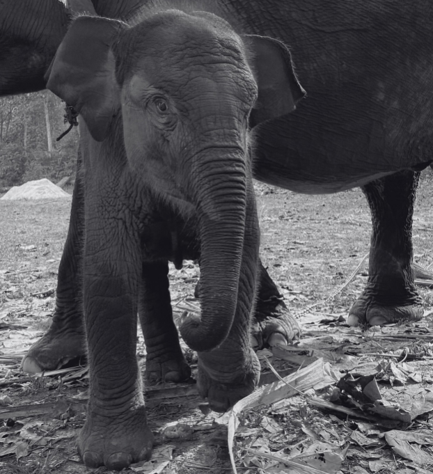 Anak gajah, Tari semasa hidup di Taman Nasional Tesso Nilo. dok TN Tesso Nilo