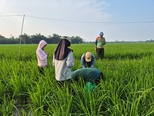 Pengendalian Hama di Lahan Petani, Subang, Senin (15/09/2025). Foto: Dok. Yayasan Edufarmers