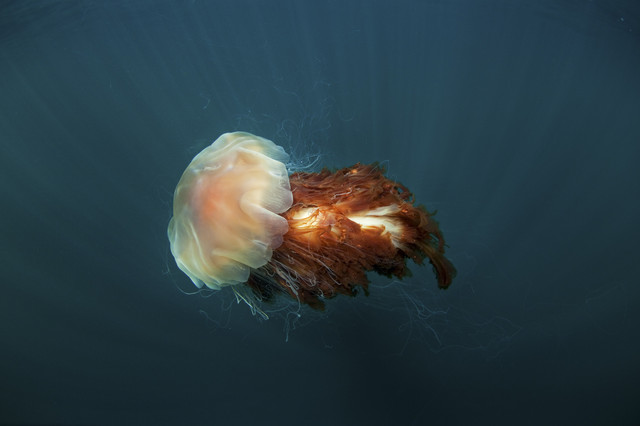 Ubur-ubur Cyanea capillata. Foto: Shutterstock