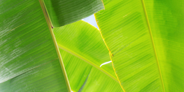 Ilustrasi daun pisang (freepik)