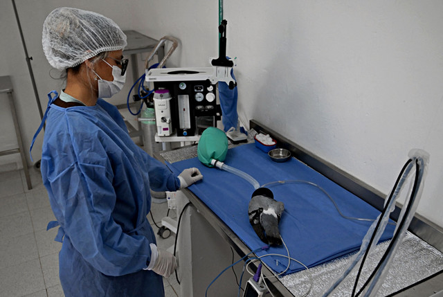 Ilustrasi dokter hewan. Foto: Raul Arboleda/AFP