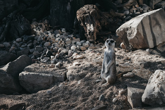 Ilustrasi Film Dokumenter tentang Hewan. Foto: Unsplash/Darya Tryfanava