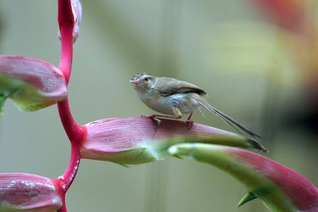Ilustrasi burung ciblek. Foto: pexels