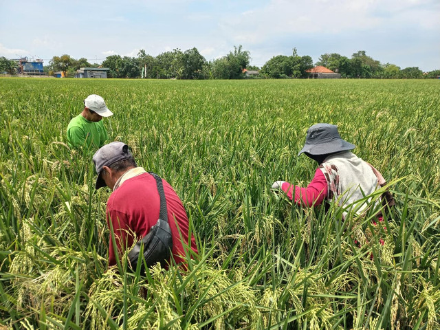 Pengecekan lahan padi, Subang, Rabu (17/09/2025). Foto: Dok. Yayasan Edufarmers