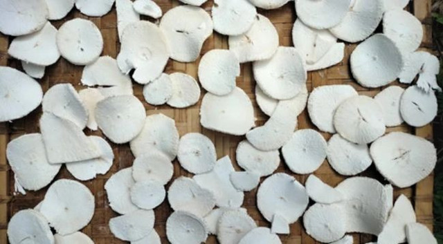 Penjemuran potongan-potongan singkong tepat di bawah terik sinar matahari secara langsung dalam proses pengolahan untuk menjadi gaplek. (Sumber: Shutterstock)