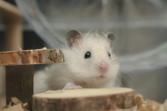 Ilustrasi perbedaan hamster dan marmut. Foto: Unsplash