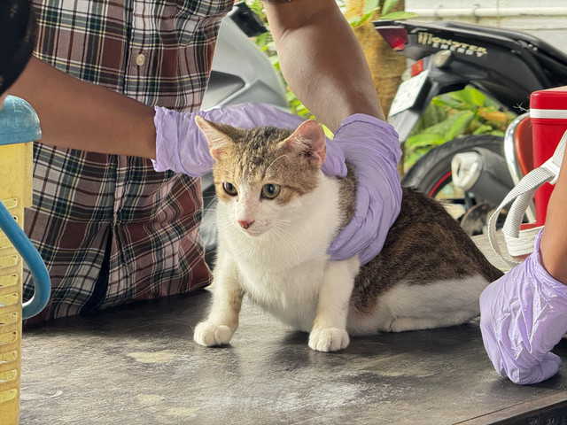 Sebanyak 1.643 hewan peliharaan di Kota Jogja ikut program vaksin rabies gratis dari Dinas Pertanian dan Pangan Kota Yogyakarta. Foto: Yusuf Hay/Pandangan Jogja