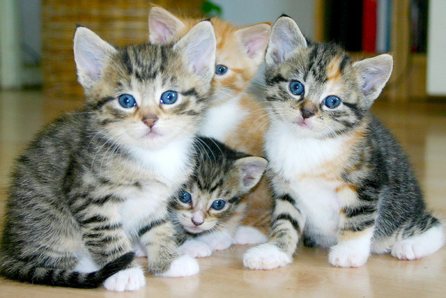 Ilustrasi kucing. Foto: Unsplash