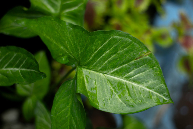 Ilustrasi jaringan penyusun daun. Foto: Unsplash