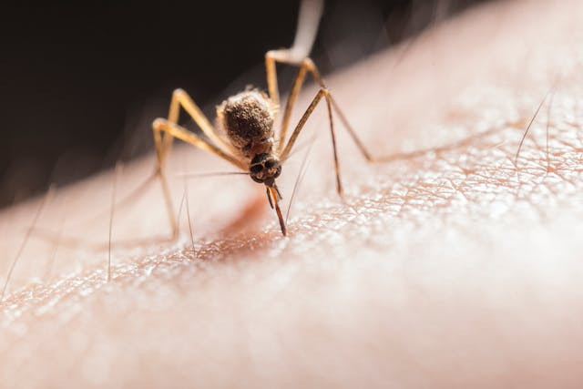 ilustrasi obat nyamuk elektrik yang aman untuk bayi - foto:pexels/jimmy chan
