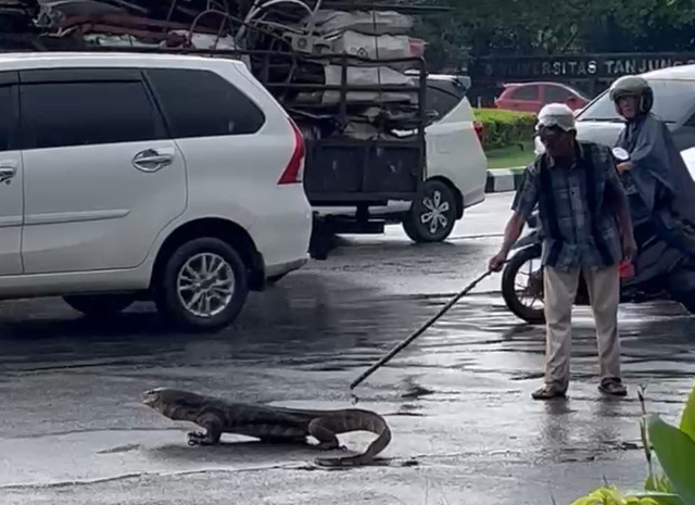 Seorang pria berusaha mengusir biawak yang berjalan semaki ke tengah jalan Ayani Pontianak. Foto: Dok. Istimewa