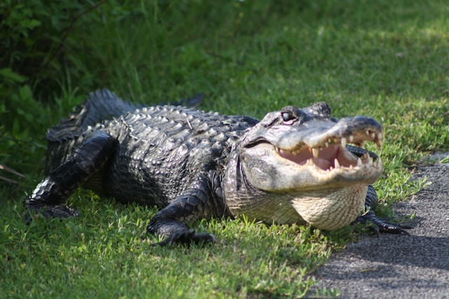 Perbedaan Aligator dan Buaya. Sumber Foto: Unsplash.com/Adam Kubín