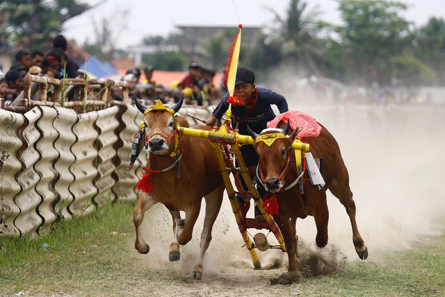 Perhelatan "Gengsi" Warga Madura di Kerapan Sapi (1)