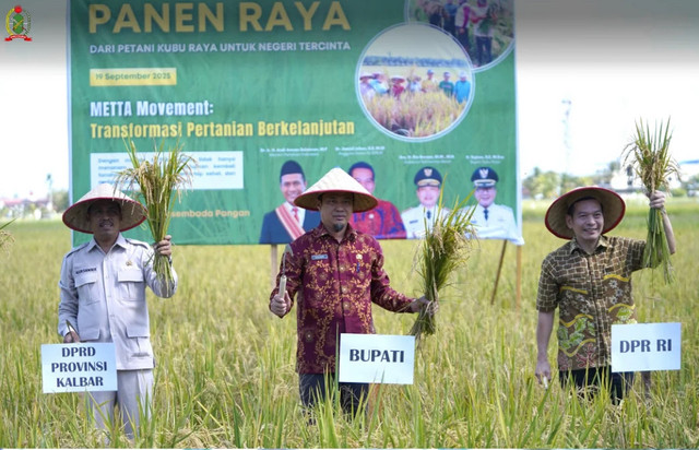 Ketua Komisi II DPRD Kalbar, Aleksander saat memotong padi menandakan panen raya. Foto: Dok. Instagram @dprdkalbar