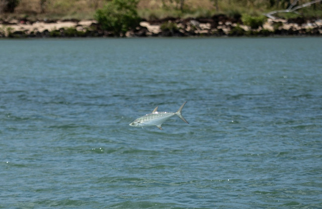 Ilustrasi ikan. Foto: Insplash