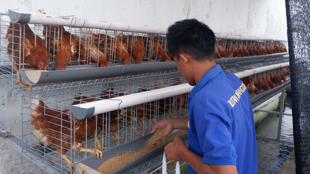 Budidaya Ayam Petelur, Rutan Temanggung Dukung Program Ketahanan Pangan