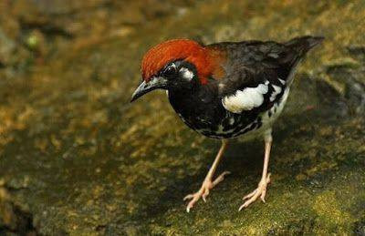 Ilustrasi anis merah. Foto: pexels