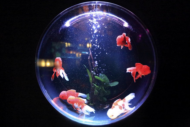 Photobox aquarium Blok M, foto hanya ilustrasi, bukan tempat yang sebenarnya: Unsplash/kazuend