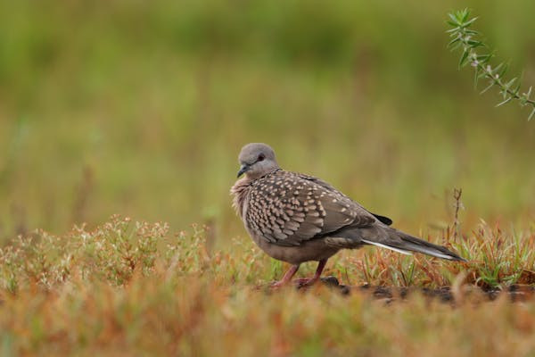Ilustrasi burung perkutut. Foto: pexels