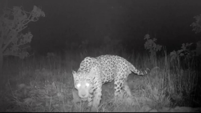 Jaguar pemecah rekor berenang sejauh 2,48 kilometer di Brasil. Foto: Gabriel Caputo/bioRxiv