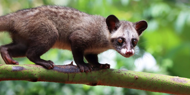 Ilustrasi musang luwak (Paradoxurus hermaphroditus), freepik